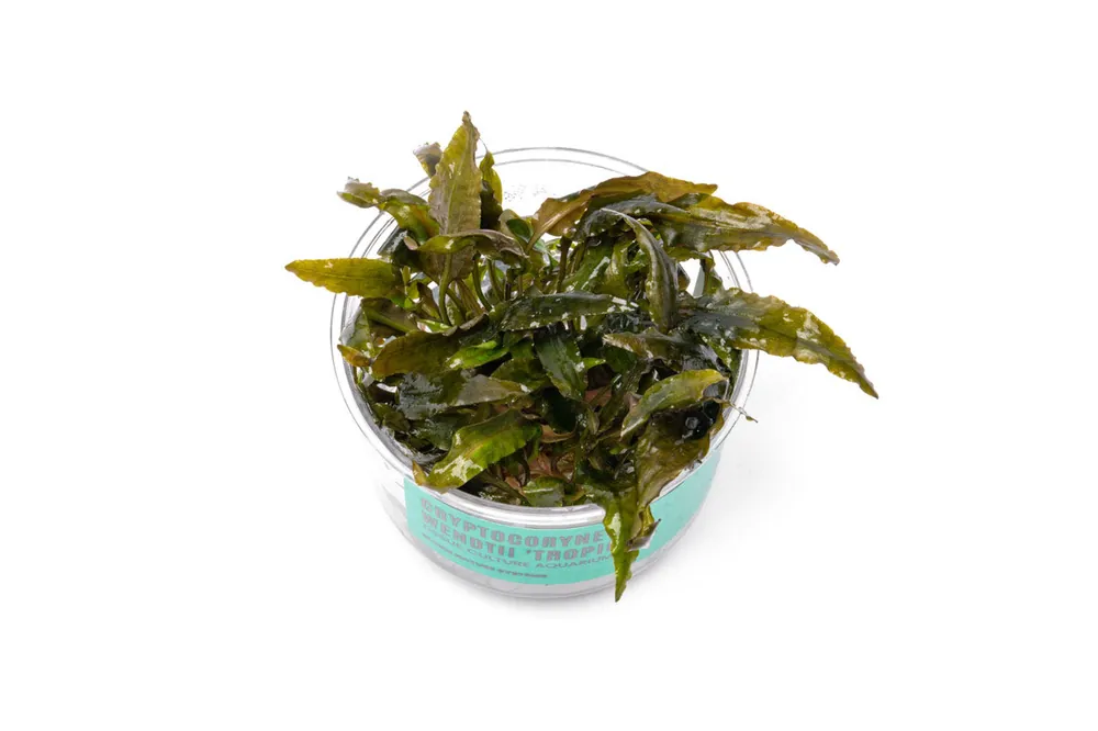 Cryptocoryne Tropica UNS Tissue Culture - UNSTC