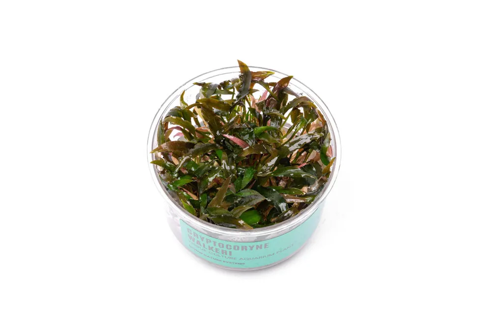 Cryptocoryne Walkeri UNS Tissue Culture - UNSTC