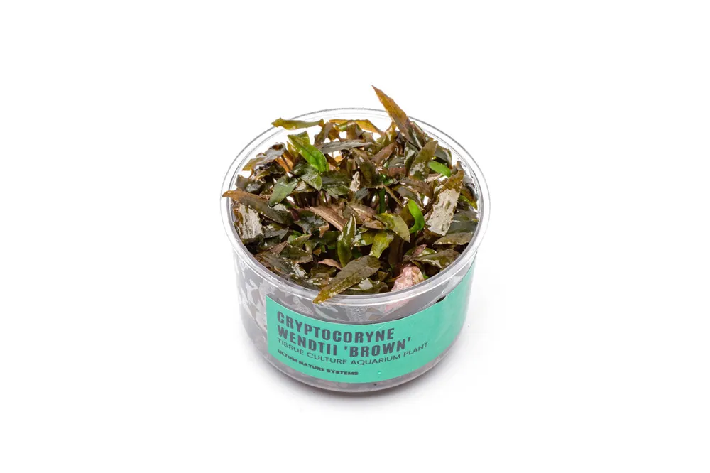Cryptocoryne Wendtii Brown UNS Tissue Culture - UNSTC