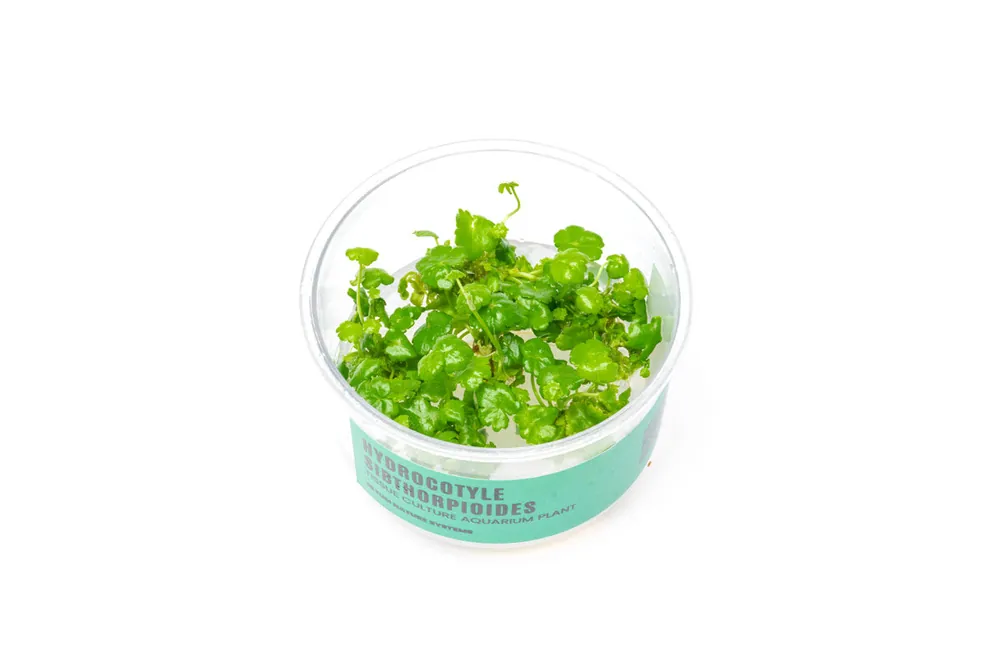 Hydrocotyle Sibthorpioides UNS Tissue Culture - UNSTC