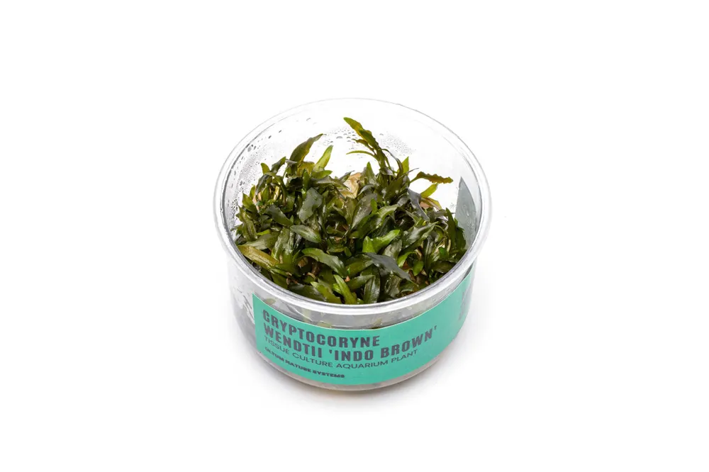 Cryptocoryne Wendtii Brown Indo UNS Tissue Culture - UNSTC