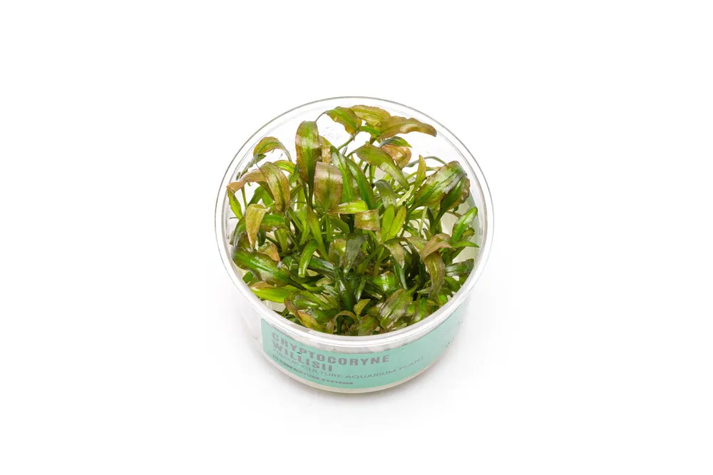 Cryptocoryne Willisii UNS Tissue Culture - UNSTC
