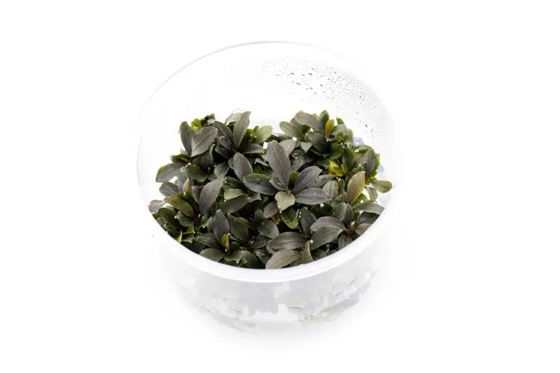 Bucephalandra Red Mini UNS Tissue Culture - UNSTC