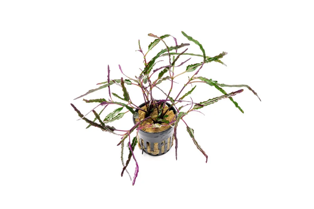Hemigraphis Repanda / Dragon's Tongue - ACW