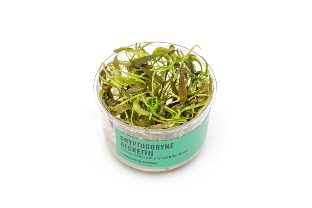 Cryptocoryne Beckettii UNS Tissue Culture - UNSTC