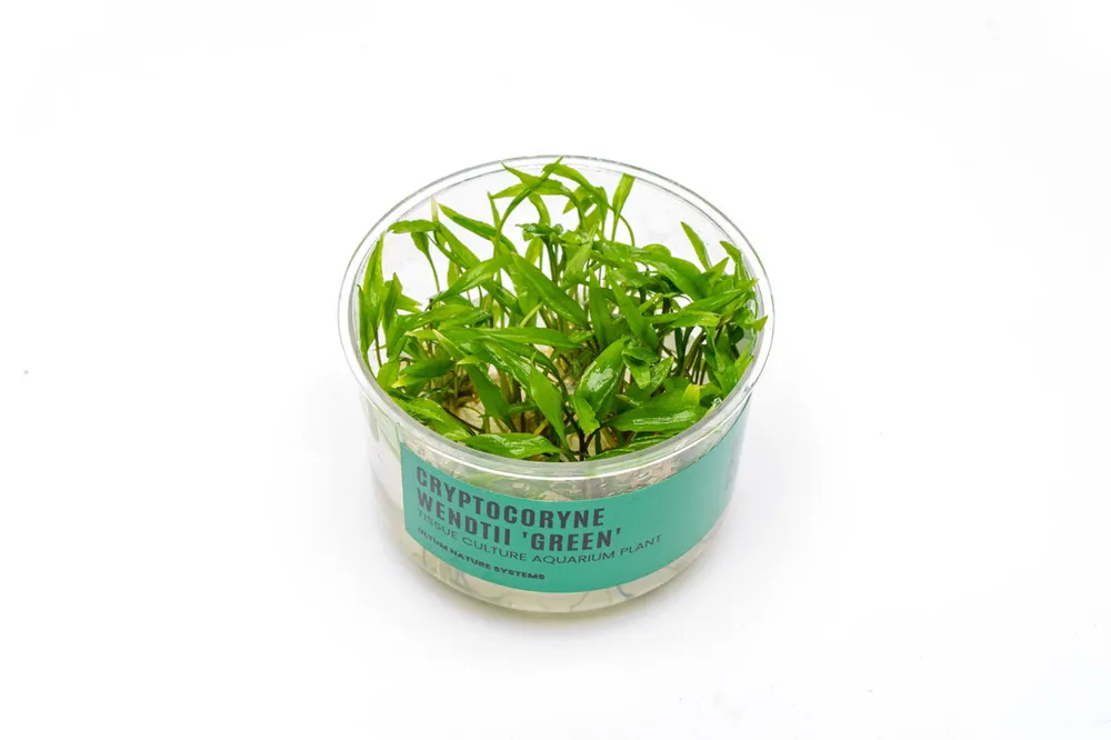 Cryptocoryne Wendtii Green UNS Tissue Culture - UNSTC