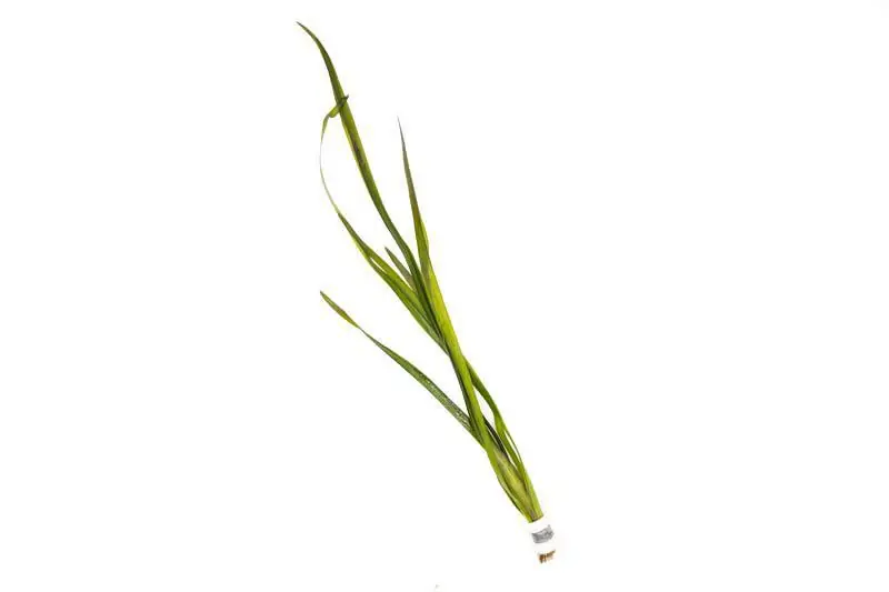Vallisneria Gigantea - ACW