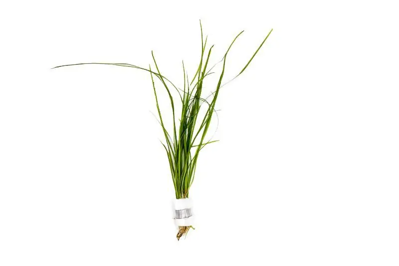 Vallisneria Nana - ACW