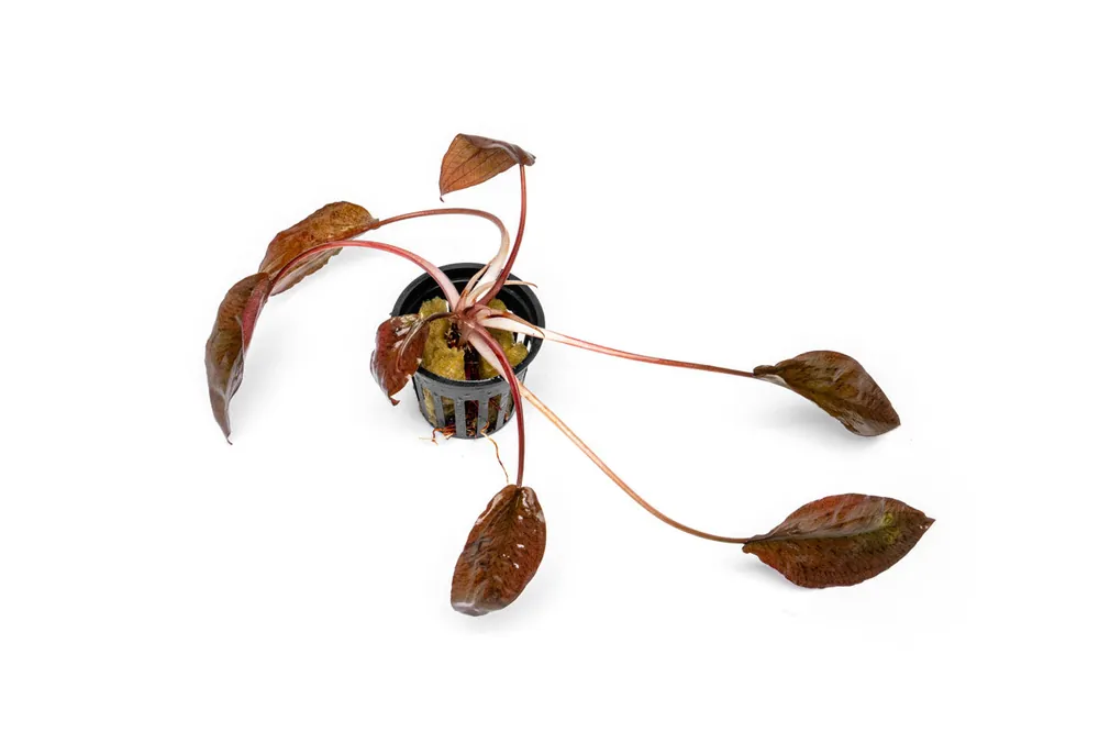 Cryptocoryne Striolata - BUCE