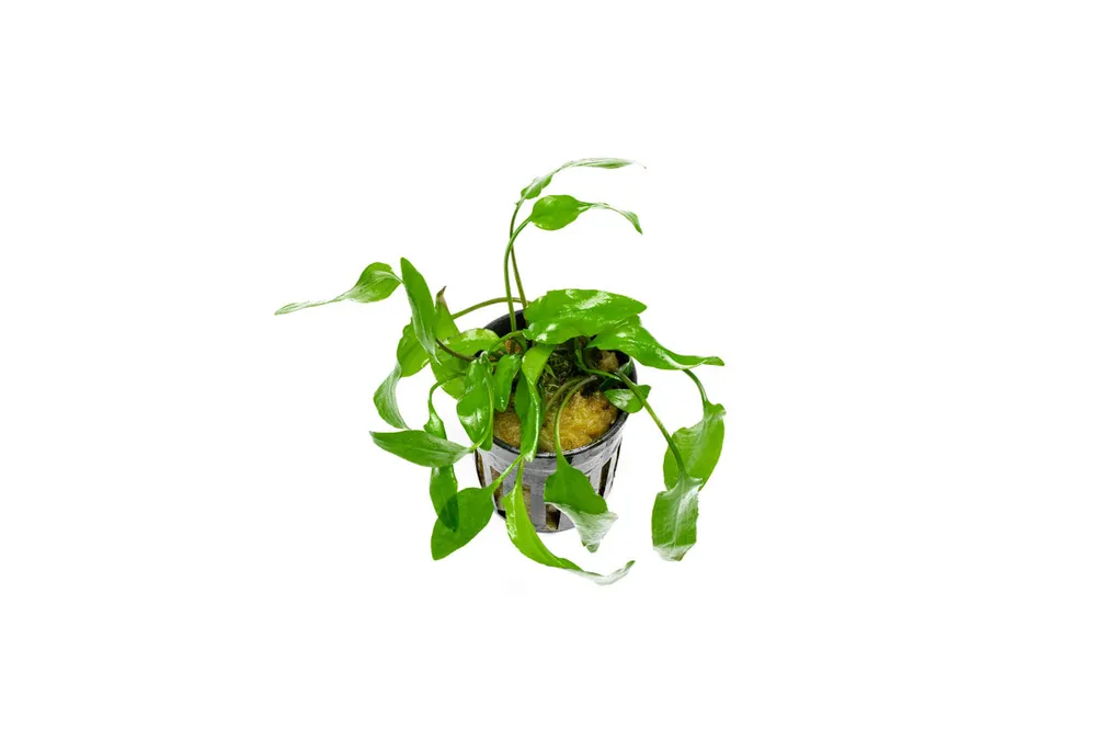 Cryptocoryne Willisii - ACW