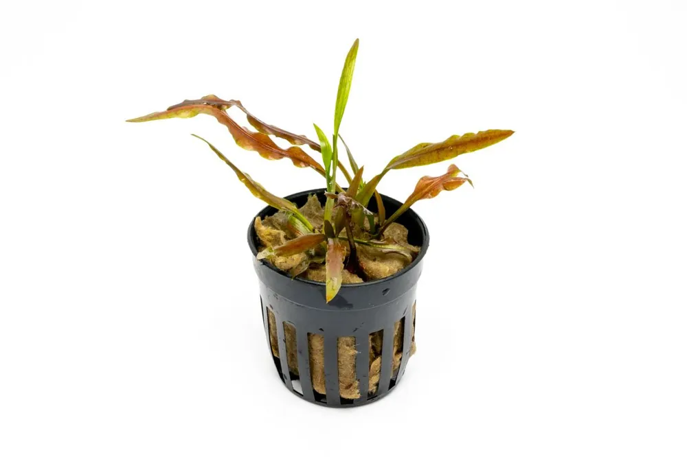Cryptocoryne Albida Costata - ACW