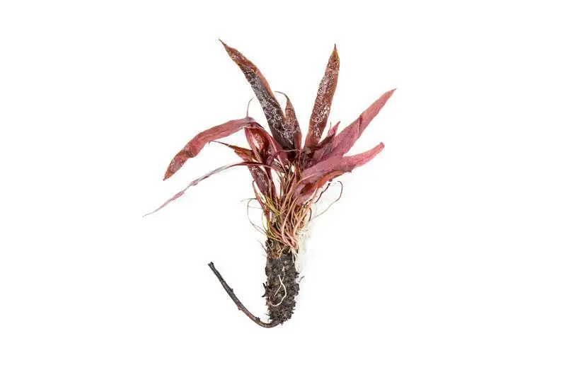 Barclaya Longifolia - ACW