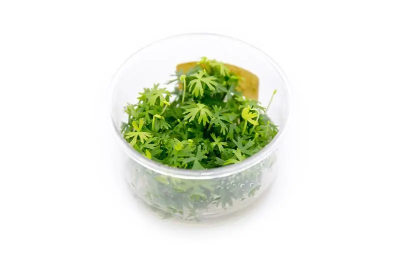 Ranunculus Inundatus UNS Tissue Culture - UNSTC