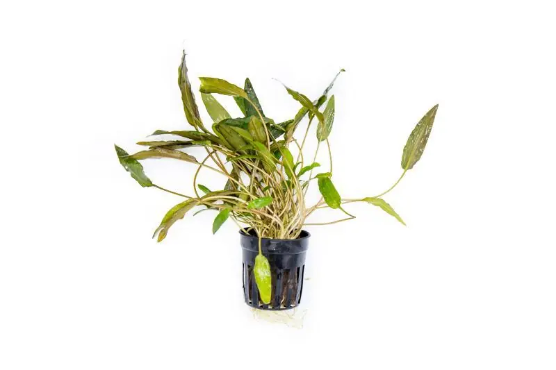 Cryptocoryne Mioya - ACW