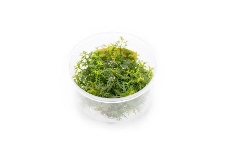 Proserpinaca Palustris UNS Tissue Culture - UNSTC