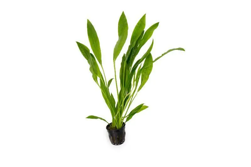 Echinodorus Peruensis - ACW
