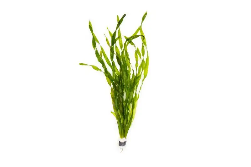 Vallisneria Americana - ACW