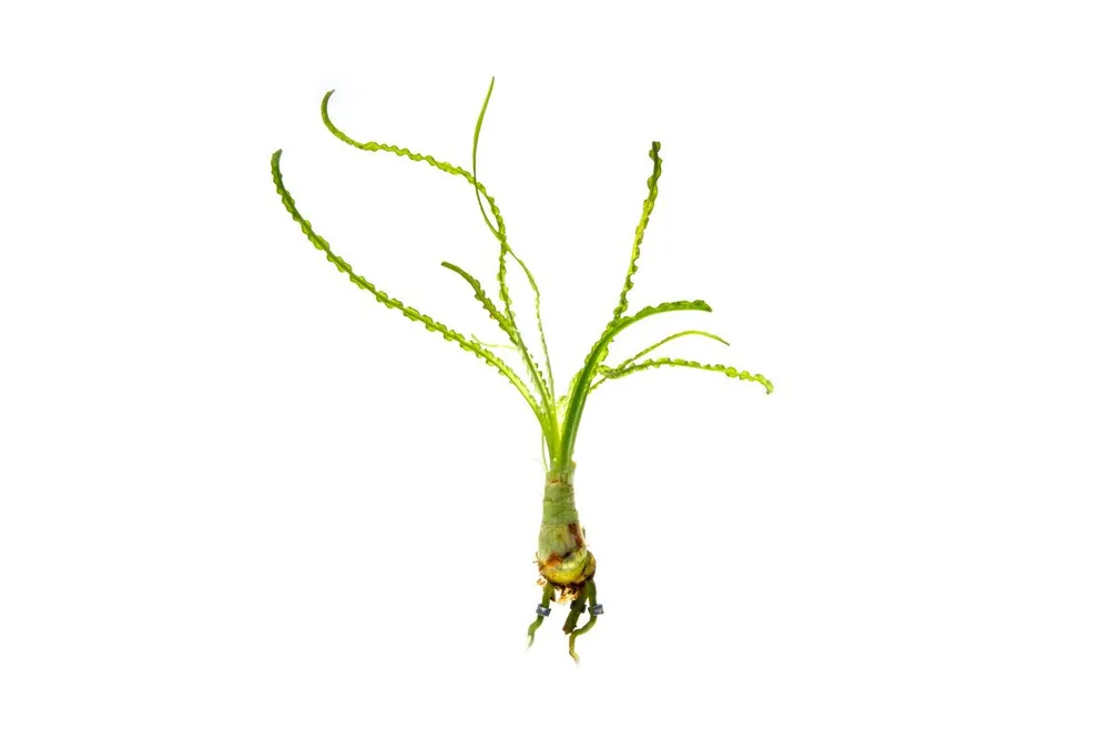 Crinum Calamistratum - ASA