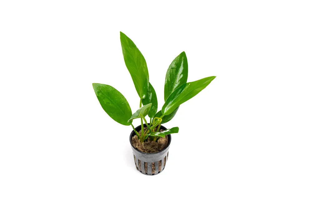 Anubias Hastifolia - CPA