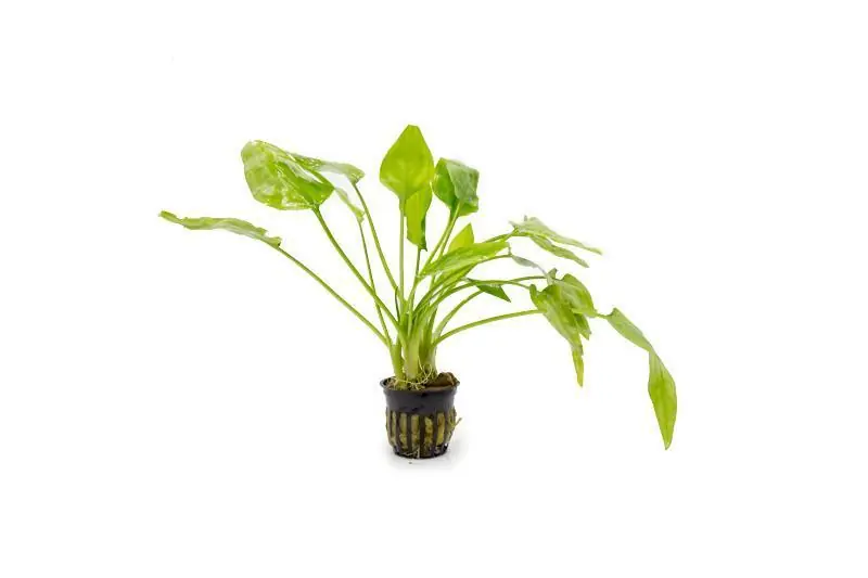 Cryptocoryne Pontederiifolia - ACW