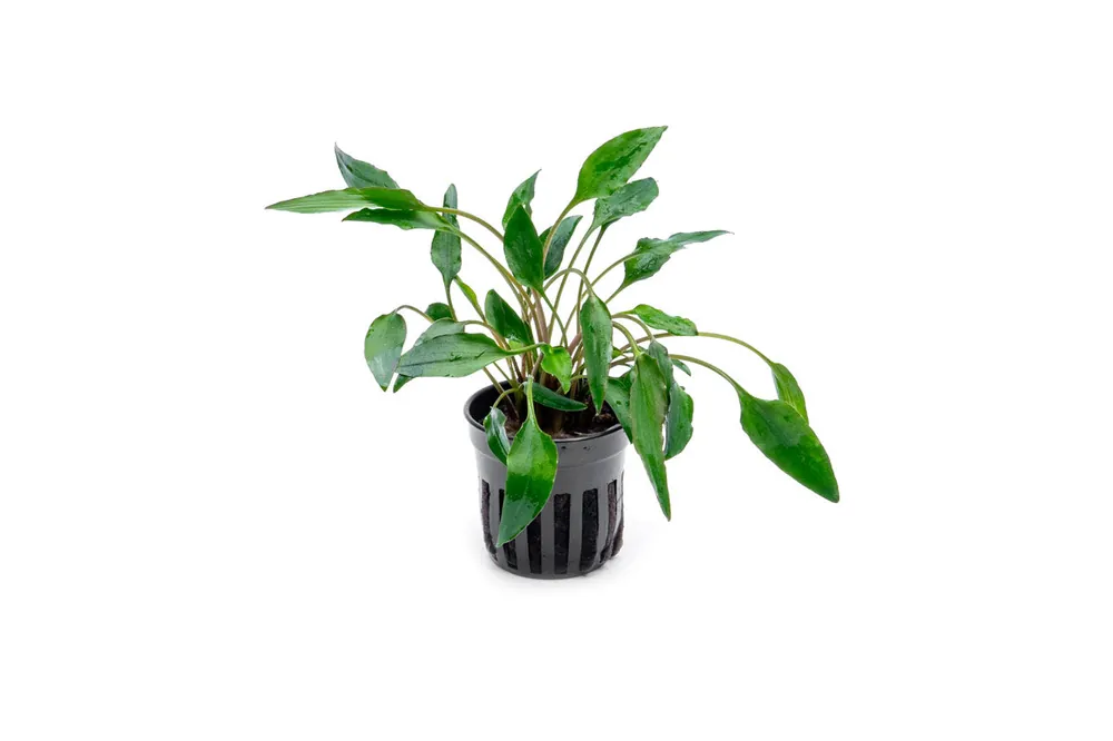 Cryptocoryne Undulata - ACW