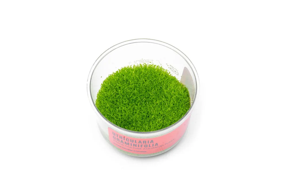 Utricularia Graminifolia UNS Tissue Culture - ASA
