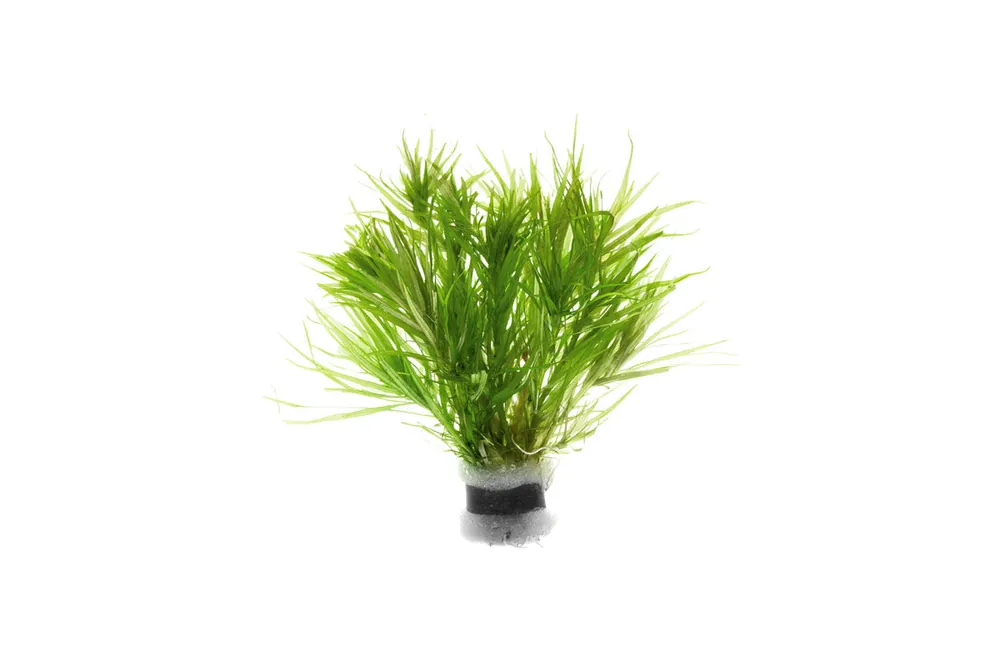 Blyxa Japonica - IS