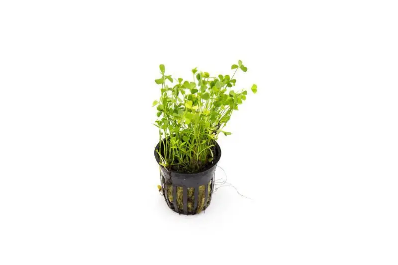 Marsilea Crenata - CPA