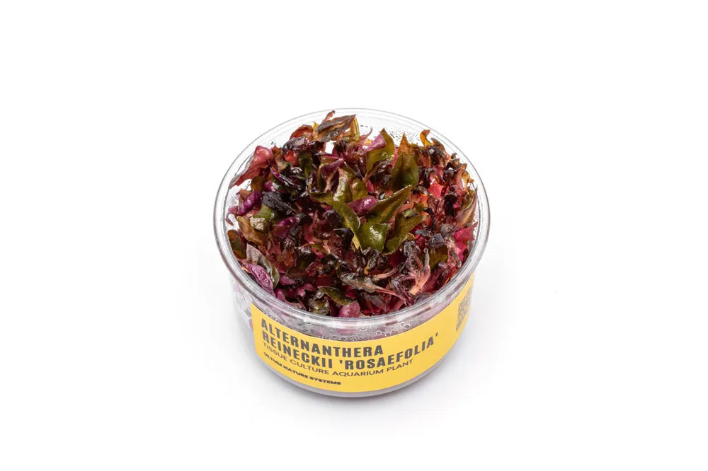 Alternanthera Reineckii 'Rosaefolia' UNS Tissue Culture - UNSTC