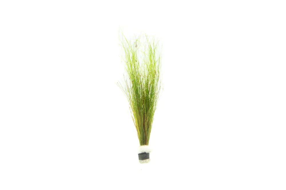 Umbrella Hair Grass (Eleocharis Vivipara) - ACW