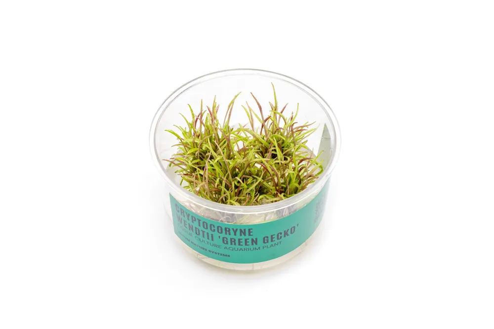 Cryptocoryne Wendtii Green Gecko UNS Tissue Culture - UNSTC