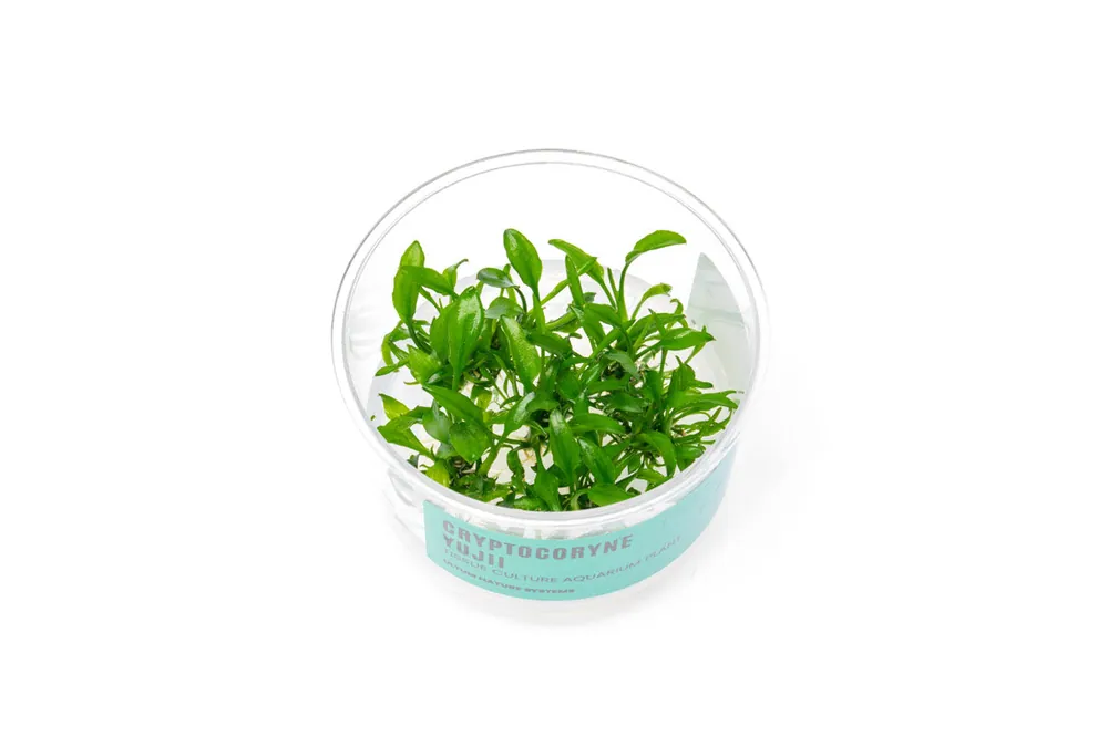 Cryptocoryne Yujii UNS Tissue Culture - UNSTC