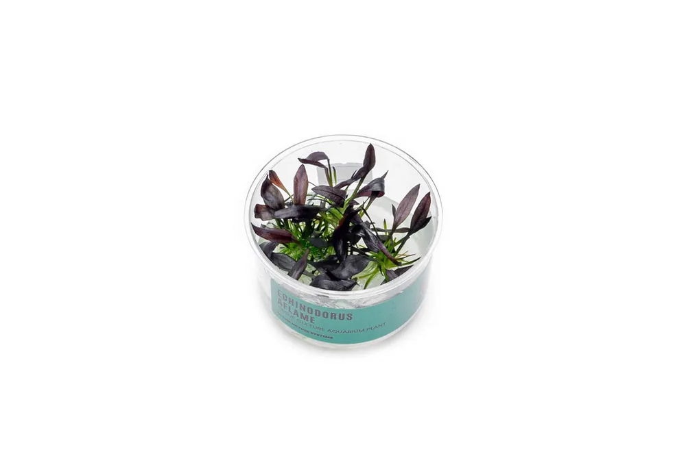 Echinodorus Aflame Tissue Culture - UNSTC