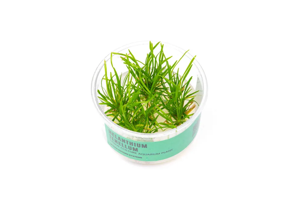 Echinodorus (Helanthium) Tenellus UNS Tissue Culture - UNSTC