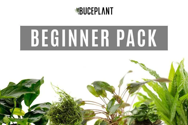 Beginner Plant Pack - ACW