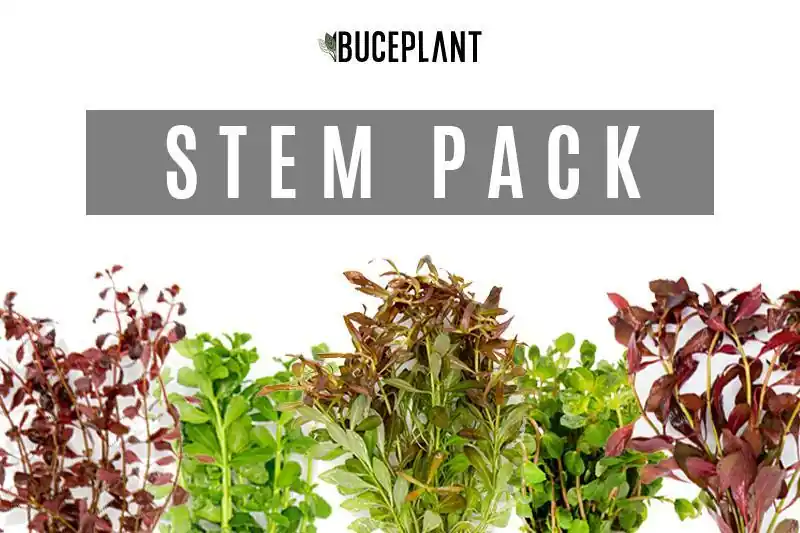 Dutch Stem Plant Pack - ACW