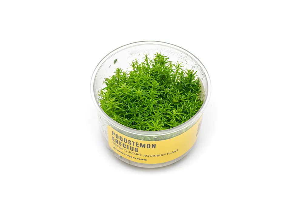 Pogostemon Erectus UNS Tissue Culture - UNSTC