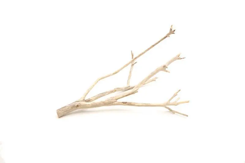 Manzanita Driftwood