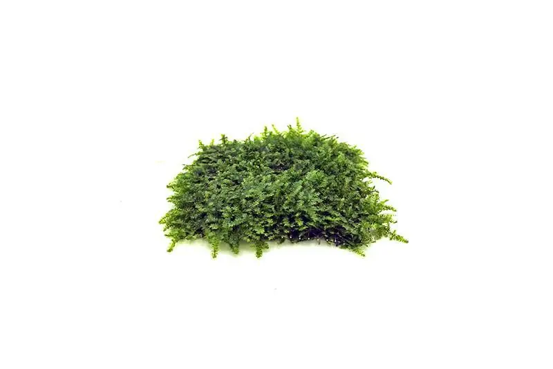 Mini Christmas Moss on Stainless Steel - BUCE