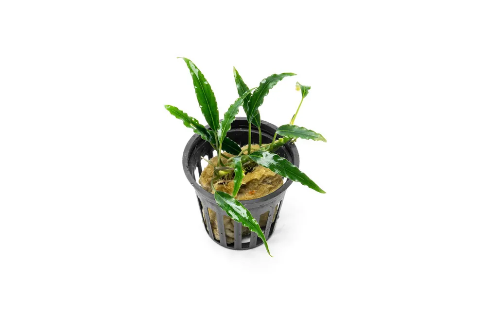 Schismatoglottis Roseospatha - BUCE