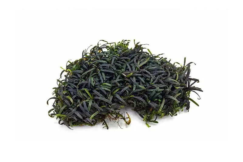 Bucephalandra Super Mini Catherinae