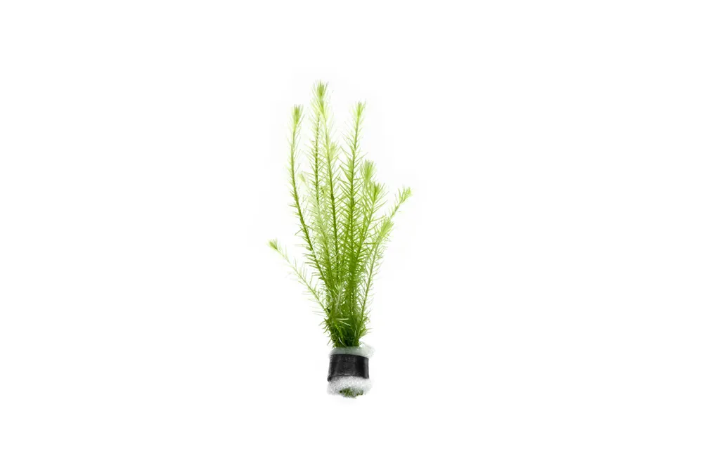 Mayaca Fluviatilis - ACW
