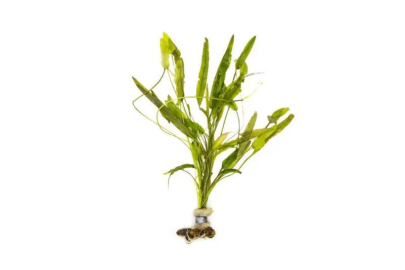 Aponogeton Natans - ACW