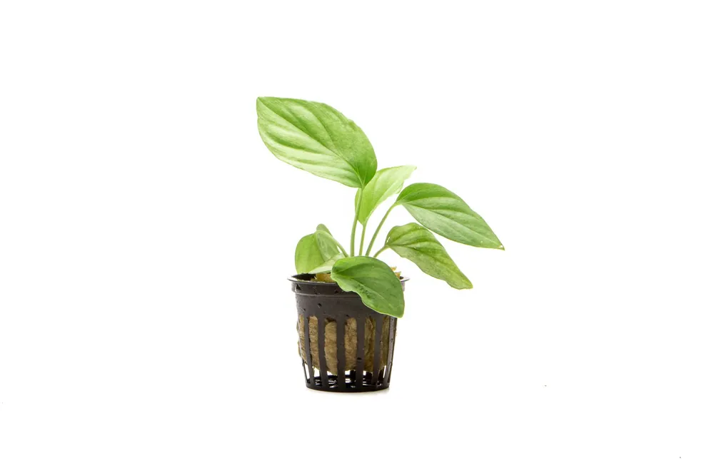 Homalomena Silver - BUCE