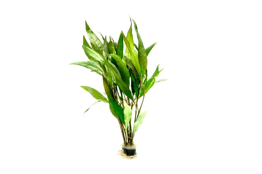Hygrophila Angustifolia - ACW