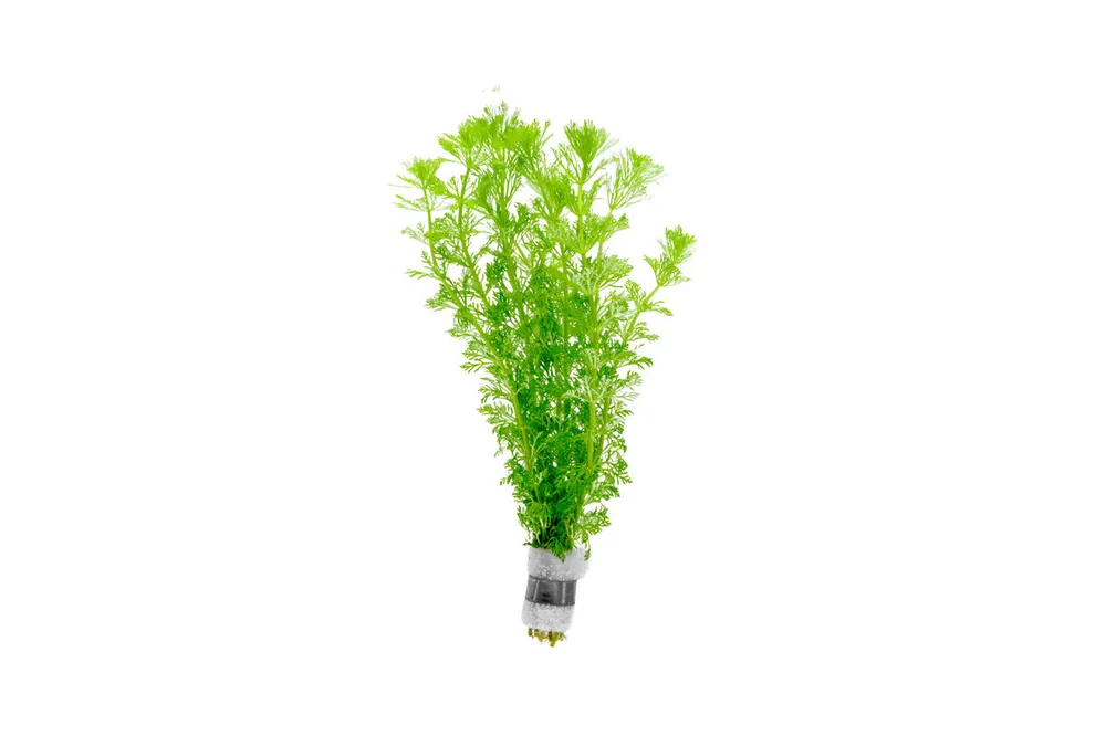 Limnophila Heterophylla - ACW