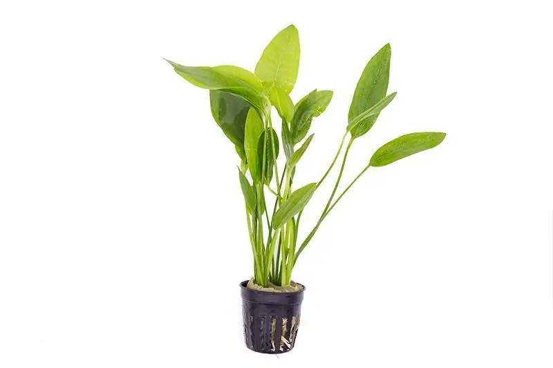 Echinodorus Grandifolius - ACW