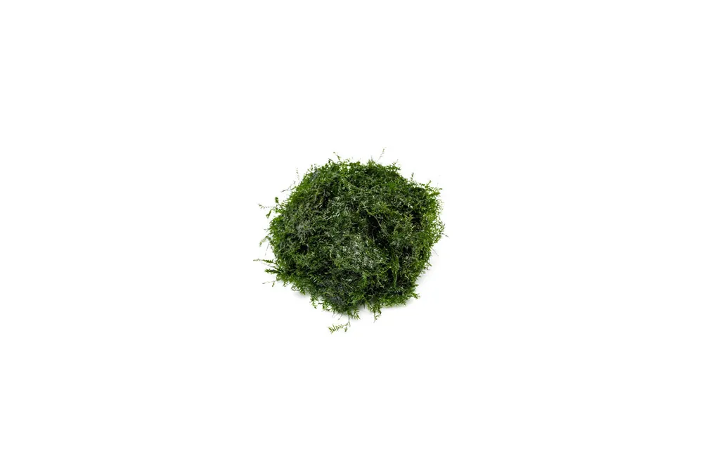Fissidens Fontanus - BUCE