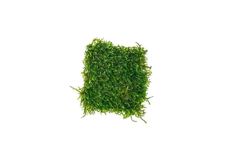 Flame Moss on Stainless Steel - BUCE