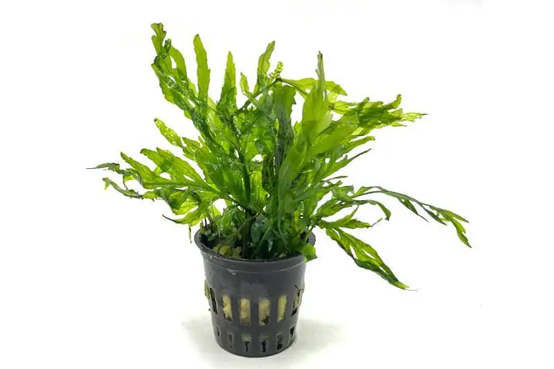African Water Fern / Bolbitis Heudelotii - BUCE